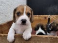 Safkan ırk garantili Beagle yavrular 
