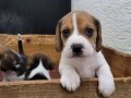 Safkan ırk garantili Beagle yavrular 
