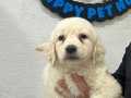 Safkan ırk garantili golden retriever yavrular 