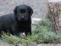 Safkan ırk garantili labrador retriever yavrular 