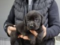 Fci scr li labrador retriever yavrular 