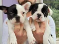Safkan igk garantili frech bulldog yavrulari 