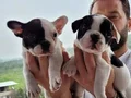 Safkan igk garantili frech bulldog yavrulari 