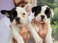 Safkan igk garantili frech bulldog yavrulari 