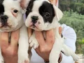 Safkan igk garantili frech bulldog yavrulari 