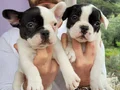 Safkan igk garantili frech bulldog yavrulari 
