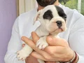 Safkan igk garantili frech bulldog yavrulari 