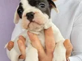 Safkan igk garantili frech bulldog yavrulari 