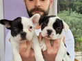Safkan igk garantili frech bulldog yavrulari 
