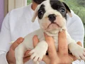 Safkan igk garantili frech bulldog yavrulari 