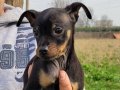 Safkan irk garantili minyatur pinscher yavrularimiz 