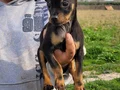 Safkan irk garantili minyatur pinscher yavrularimiz 