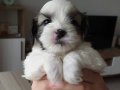 Safkan ırk garantili Shih Tzu yavrulari