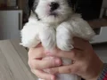 Safkan ırk garantili Shih Tzu yavrulari
