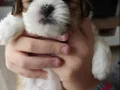 Safkan ırk garantili Shih Tzu yavrulari