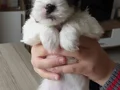 Safkan ırk garantili Shih Tzu yavrulari