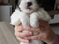 Safkan ırk garantili Shih Tzu yavrulari
