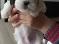 Safkan ırk garantili Shih Tzu yavrulari