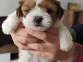 Safkan ırk garantili Shih Tzu yavrulari