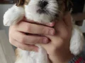 Safkan ırk garantili Shih Tzu yavrulari