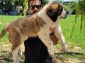 Safkan irk garantili st bernard yavrular