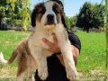 Safkan irk garantili st bernard yavrular