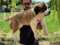 Safkan irk garantili st bernard yavrular