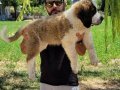 Safkan irk garantili st bernard yavrular