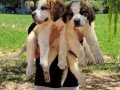 Safkan irk garantili st bernard yavrular