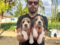 Safkan irk garantili beagle yavrular