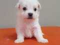 Safkan ırk garantili maltese terrier yavrular