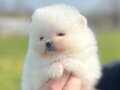 Safkan ırk garantili pomeranian boo yavrularımız