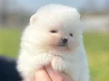 Safkan ırk garantili pomeranian boo yavrularımız