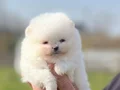 Safkan ırk garantili pomeranian boo yavrularımız