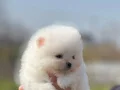 Safkan ırk garantili pomeranian boo yavrularımız