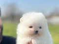 Safkan ırk garantili pomeranian boo yavrularımız