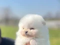 Safkan ırk garantili pomeranian boo yavrularımız