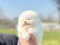 Safkan ırk garantili pomeranian boo yavrularımız