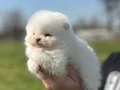 Safkan ırk garantili pomeranian boo yavrularımız