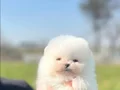 Safkan ırk garantili pomeranian boo yavrularımız