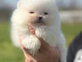 Safkan ırk garantili pomeranian boo yavrularımız