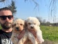 Safkan ırk garantili maltipoo yavrularımız