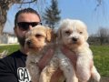 Safkan ırk garantili maltipoo yavrularımız