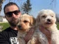 Safkan ırk garantili maltipoo yavrularımız