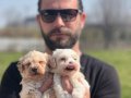Safkan ırk garantili maltipoo yavrularımız