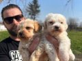 Safkan ırk garantili maltipoo yavrularımız