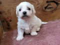 Safkan garantili Maltese Terrier yavrularımız