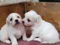 Safkan garantili Maltese Terrier yavrularımız