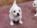 Safkan garantili Maltese Terrier yavrularımız
