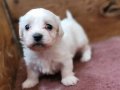 Safkan garantili Maltese Terrier yavrularımız